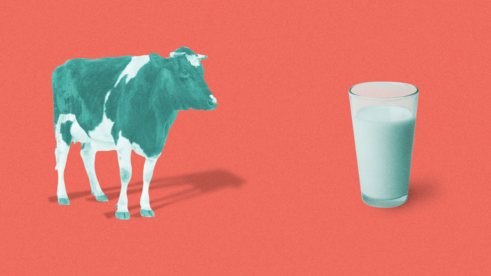 Can a vegan do anything to help dairy farmers in crisis? | Grist