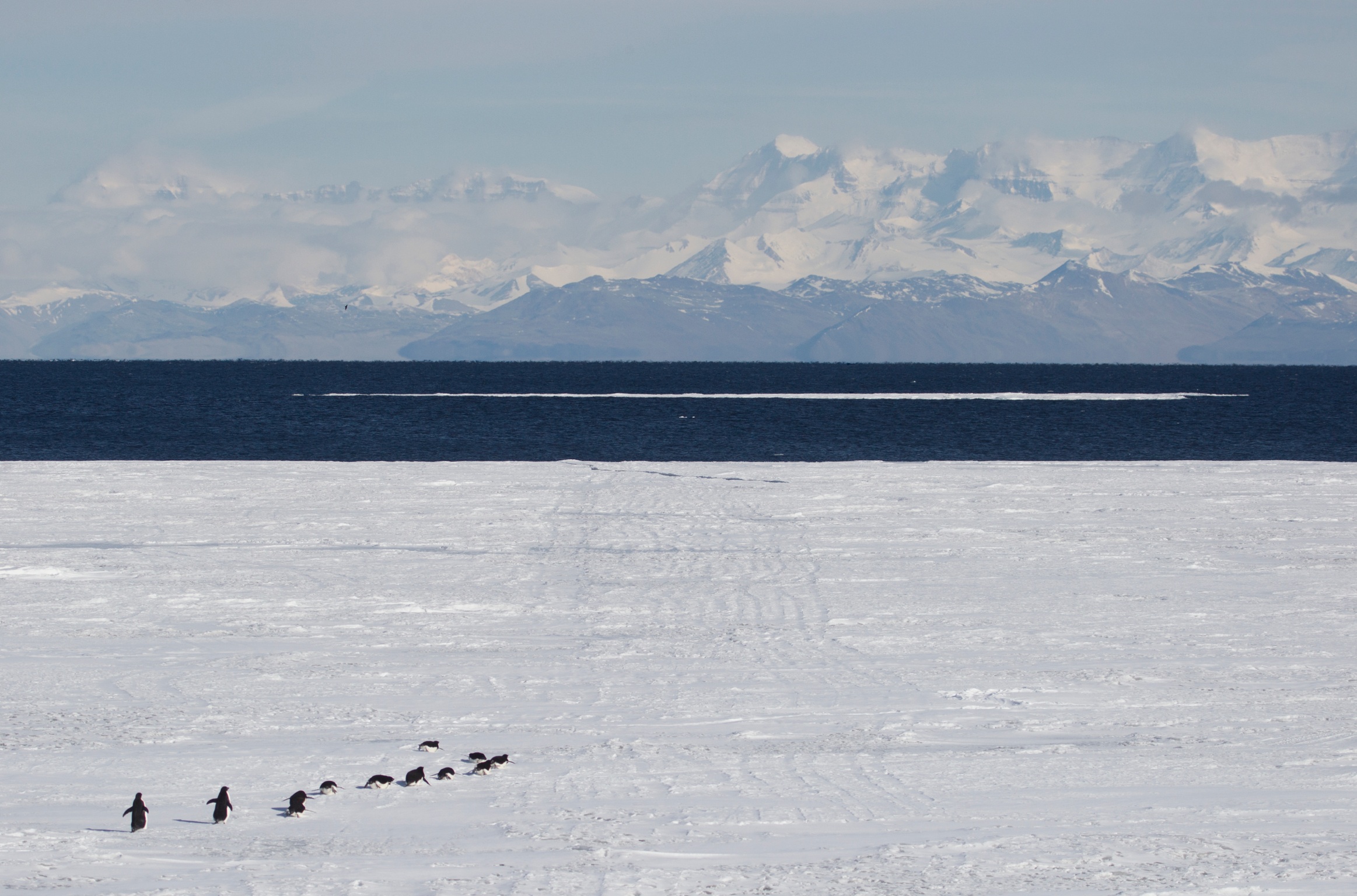 Adelie penguin convoy in Ross Sea, Antarctica -- now the largest protected area in the world.