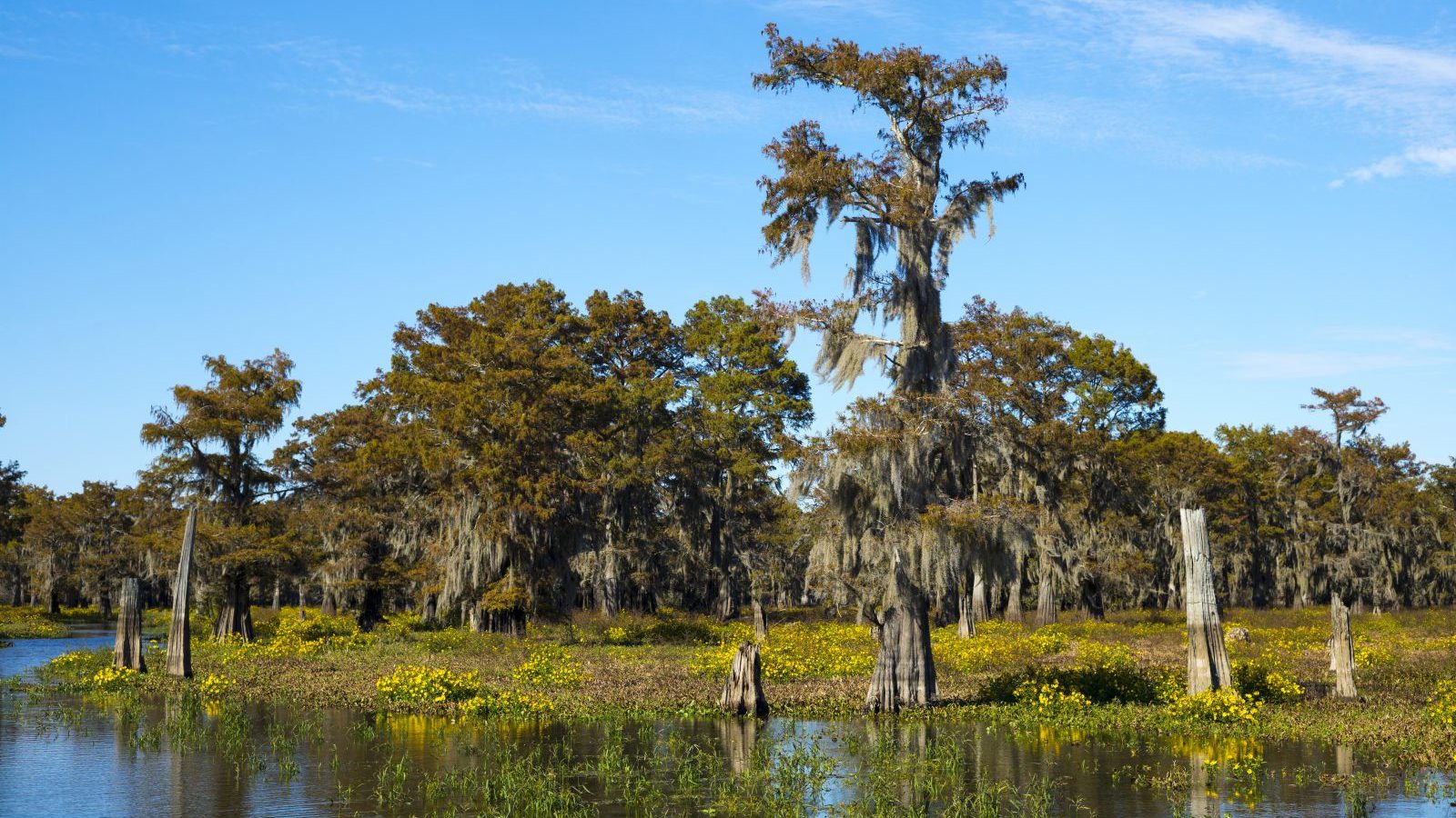 Wetlands are a natural climate solution. Guess who's turning them into ...