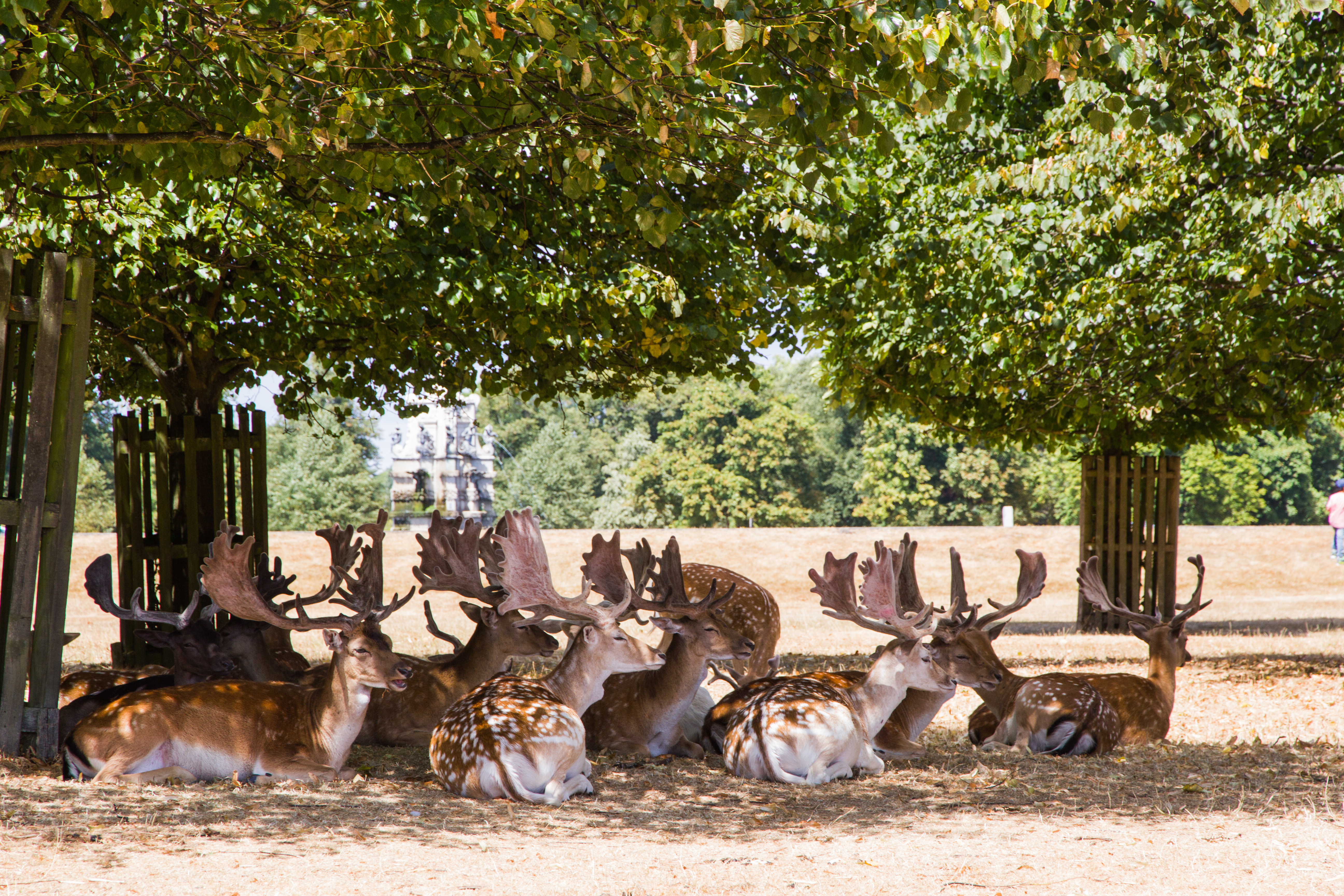 During the 2018 summer heatwave fallow deer sit in shade under trees surrounded by brown grass in one of south west London’s parks