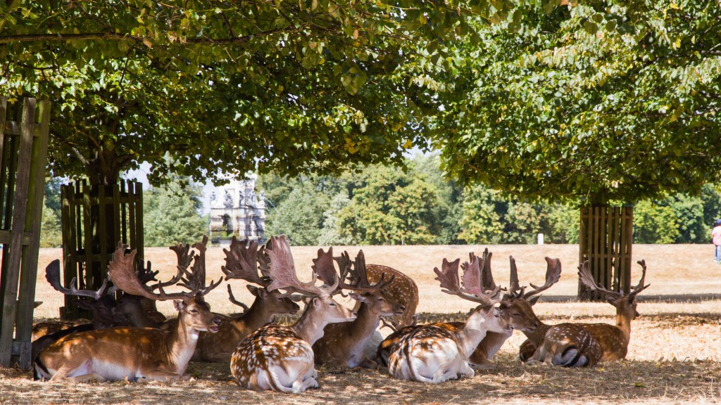 During the 2018 summer heatwave fallow deer sit in shade under trees surrounded by brown grass in one of south west London’s parks
