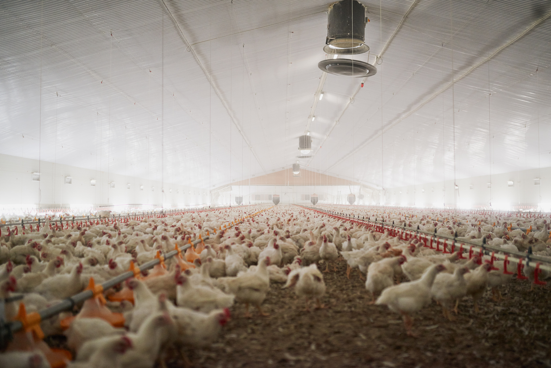 Shot of a large flock of chicken hens all together in a big warehouse on a farm