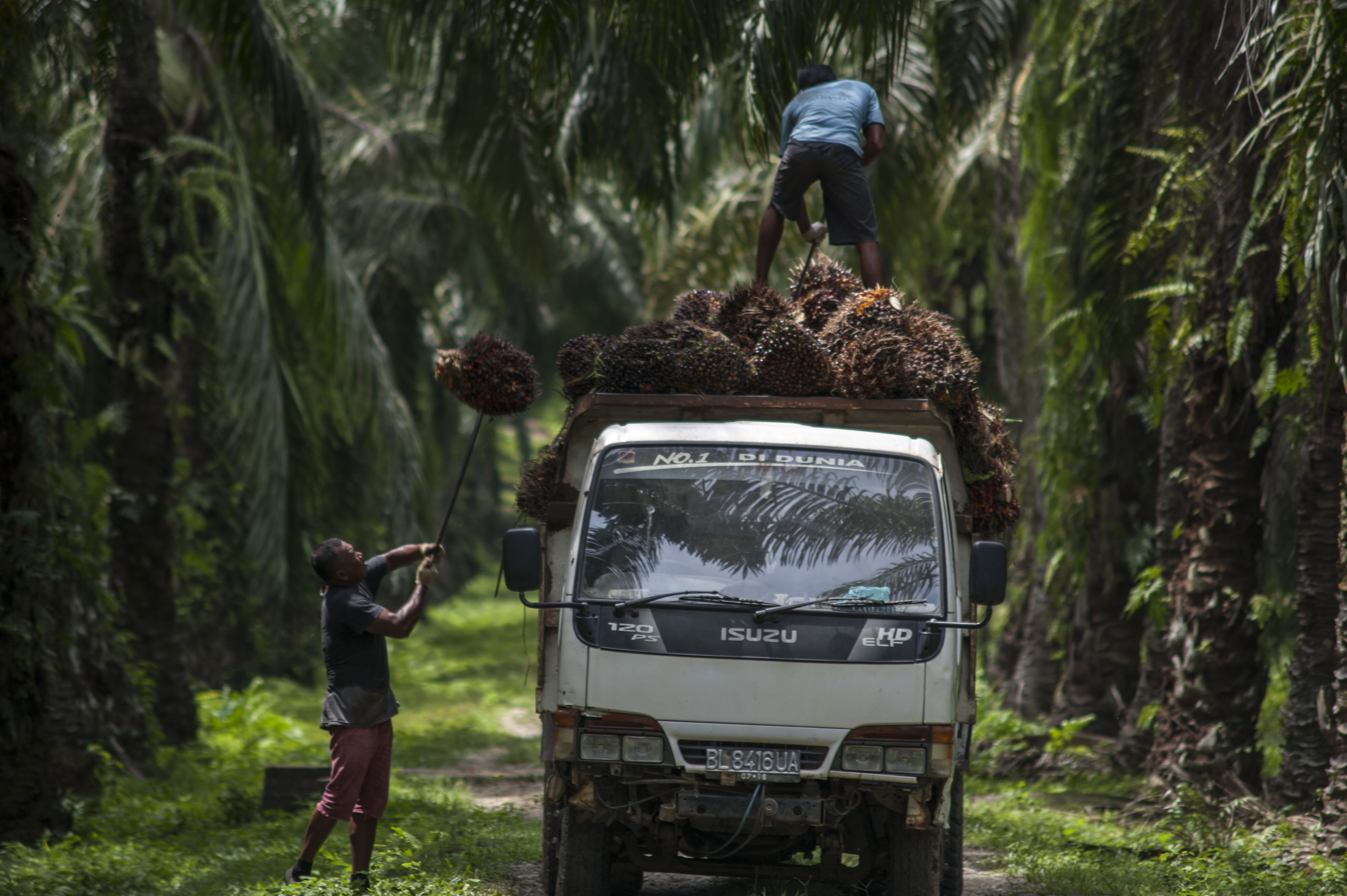 A palm oil plantation in Indonesia.