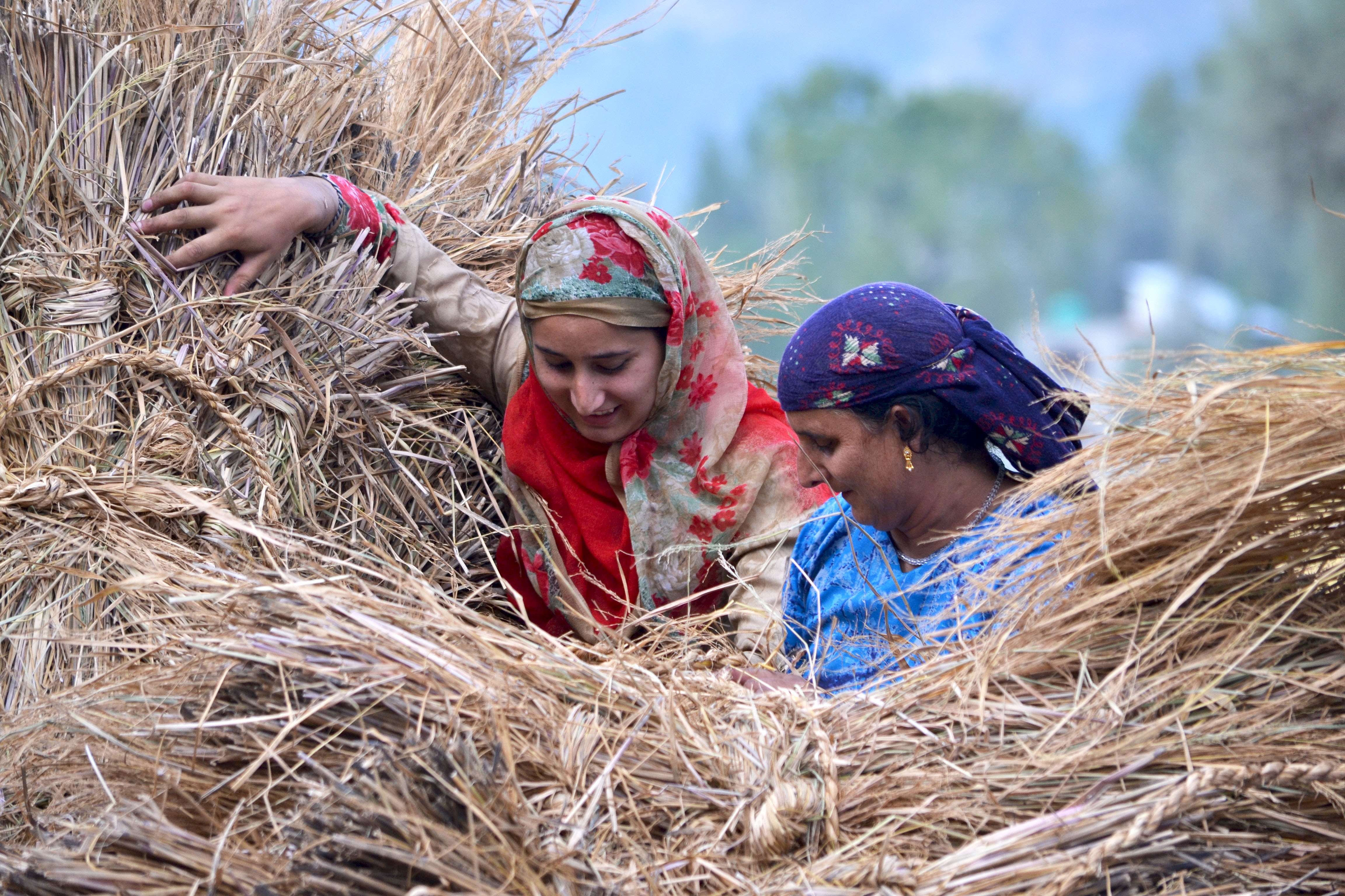 Kashmiri women farmers carry lumps of grass during harvesting of rice, in the outskirts of Srinagar, the summer capital of Indian administered Kashmir.