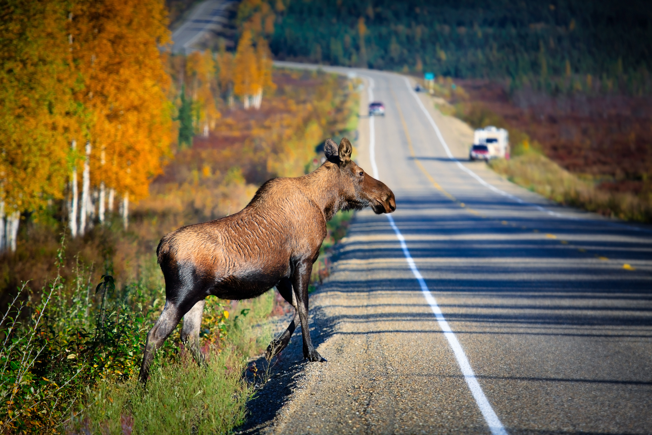 A moose crosses the highway