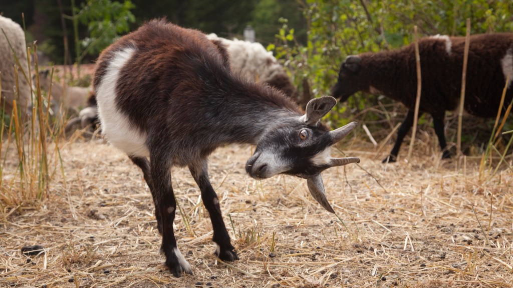 Only you (and a bunch of goats) can prevent forest fires