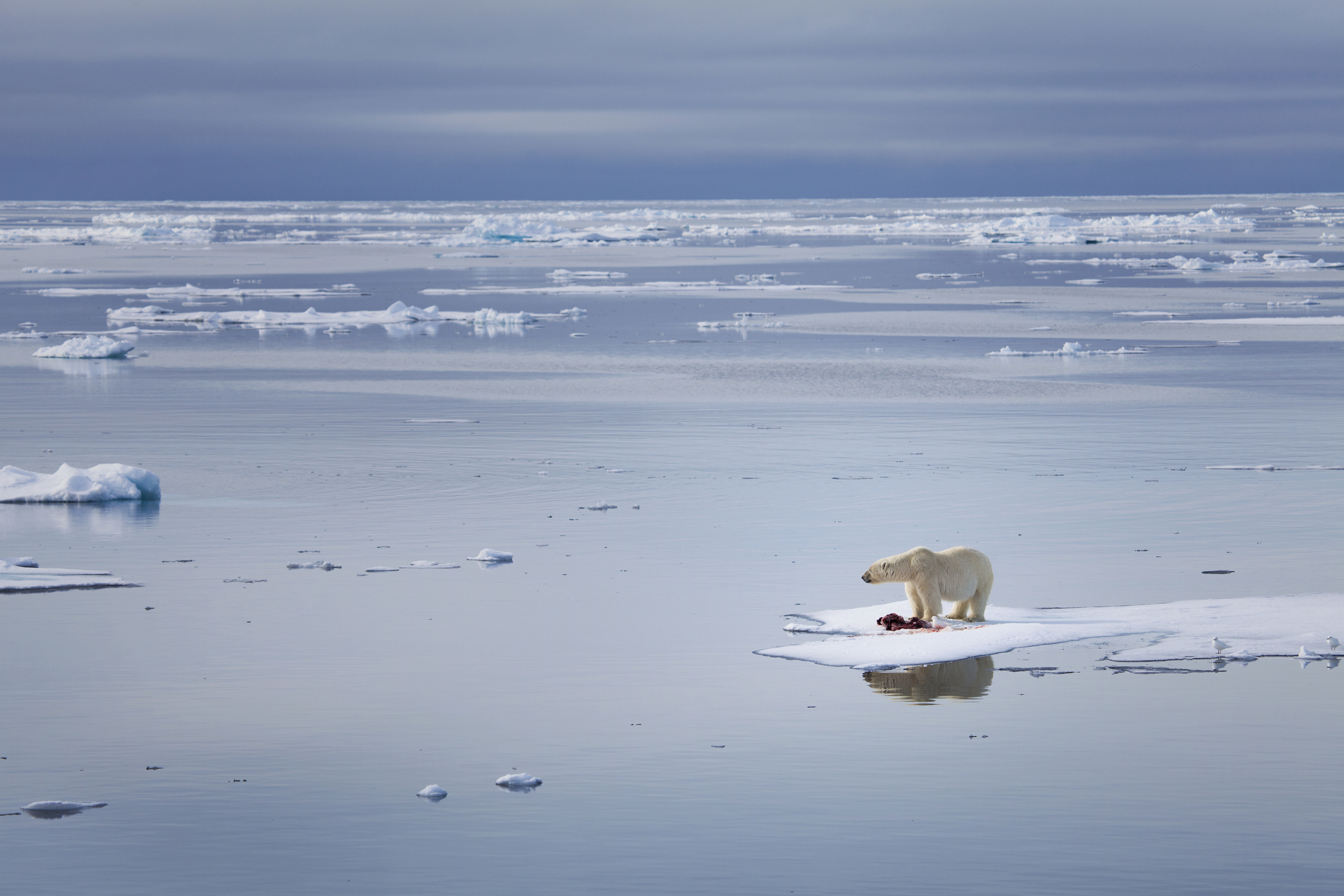 A large male polar bear stands on an ice float, surrounded by water.