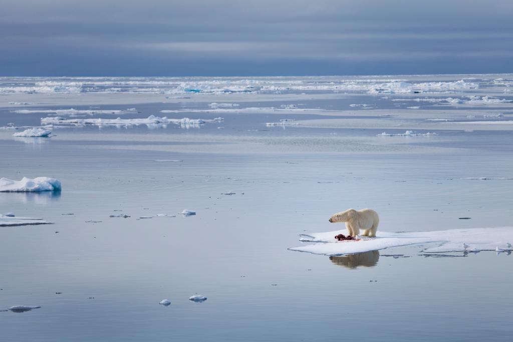 A large male polar bear stands on an ice float, surrounded by water.