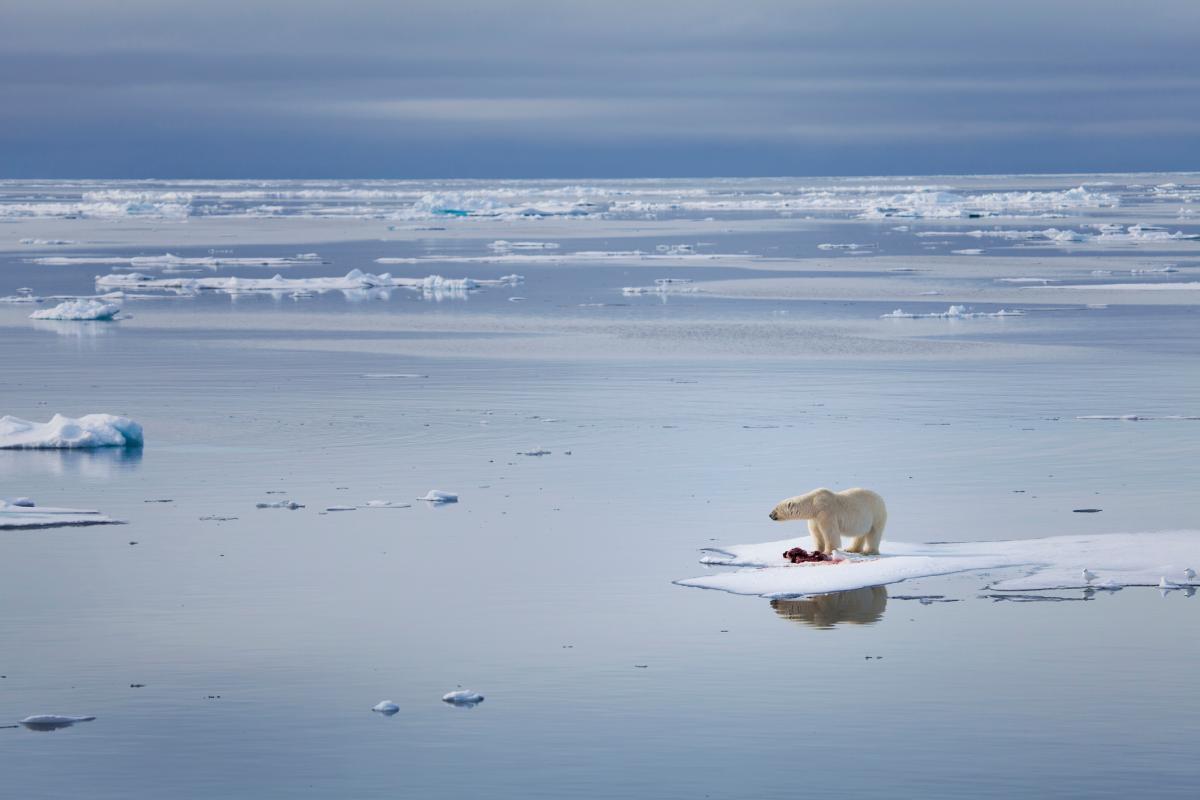 A large male polar bear stands on an ice float, surrounded by water.