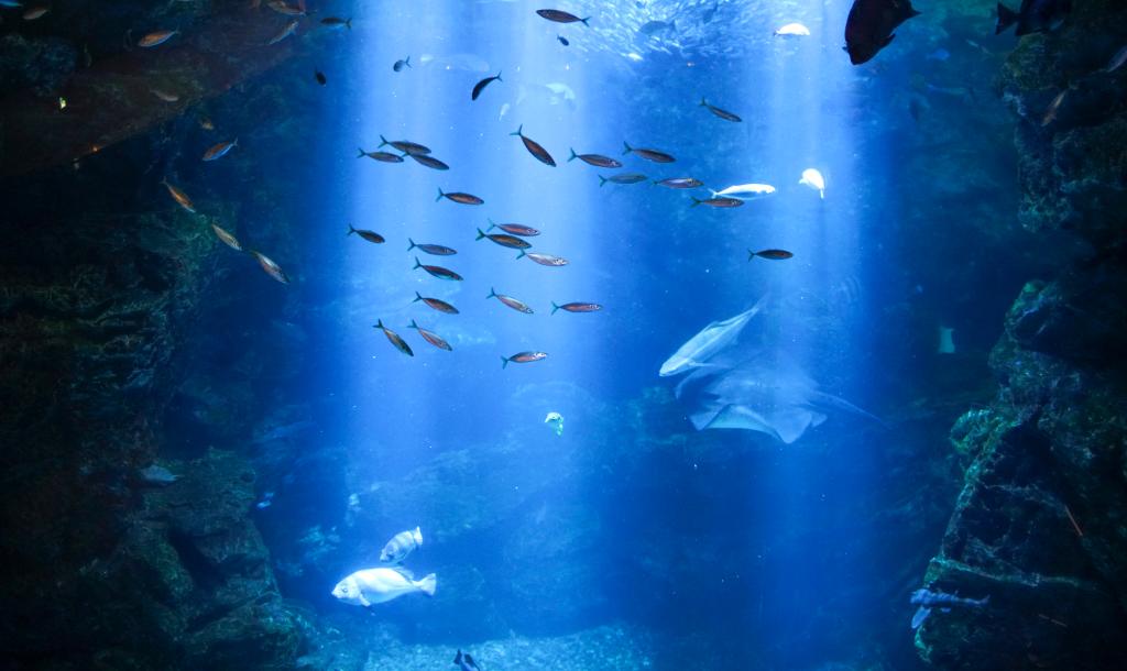 Breathtaking underwater view of mackerel fish under the surface of sea
