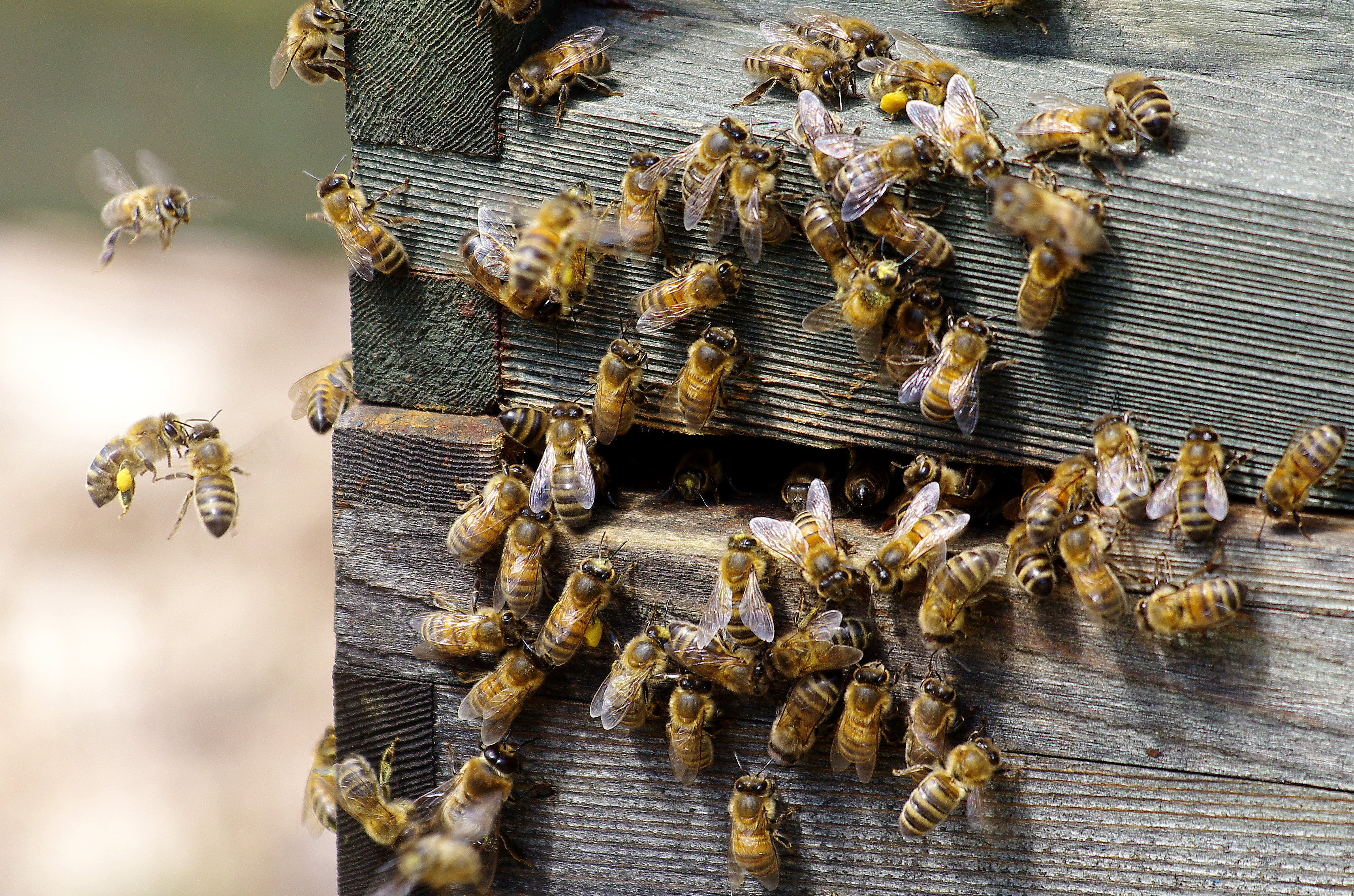 Honey Bees [Apis mellifera] at the entrance to a hive.