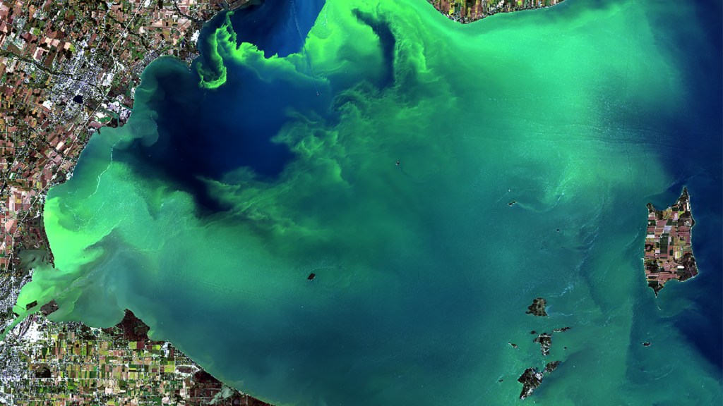 Massive toxic algae blooms predicted in Lake Erie and Gulf of Mexico Grist