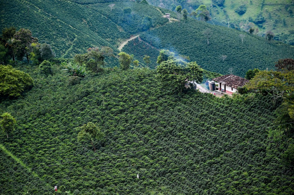 Colombian coffee farmers are paying the price for climate change