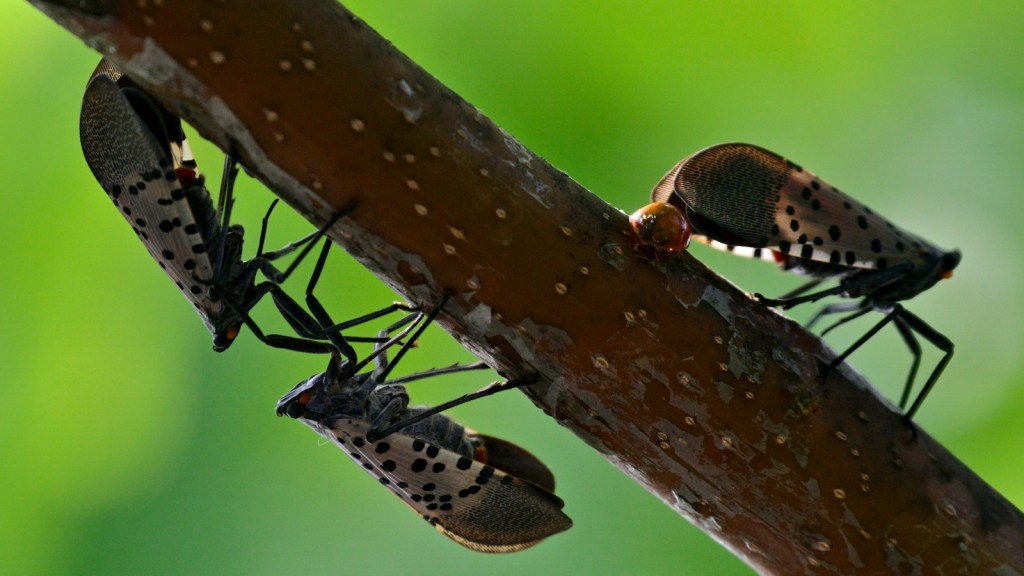 Spotted Lanternflies on a twig