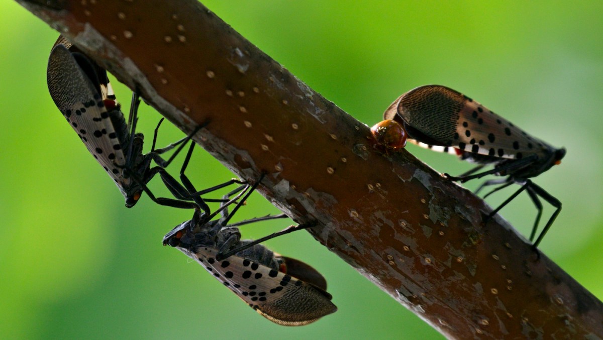Spotted Lanternflies on a twig