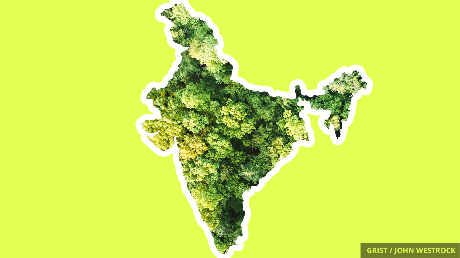 220 million trees grow in India Grist Grist