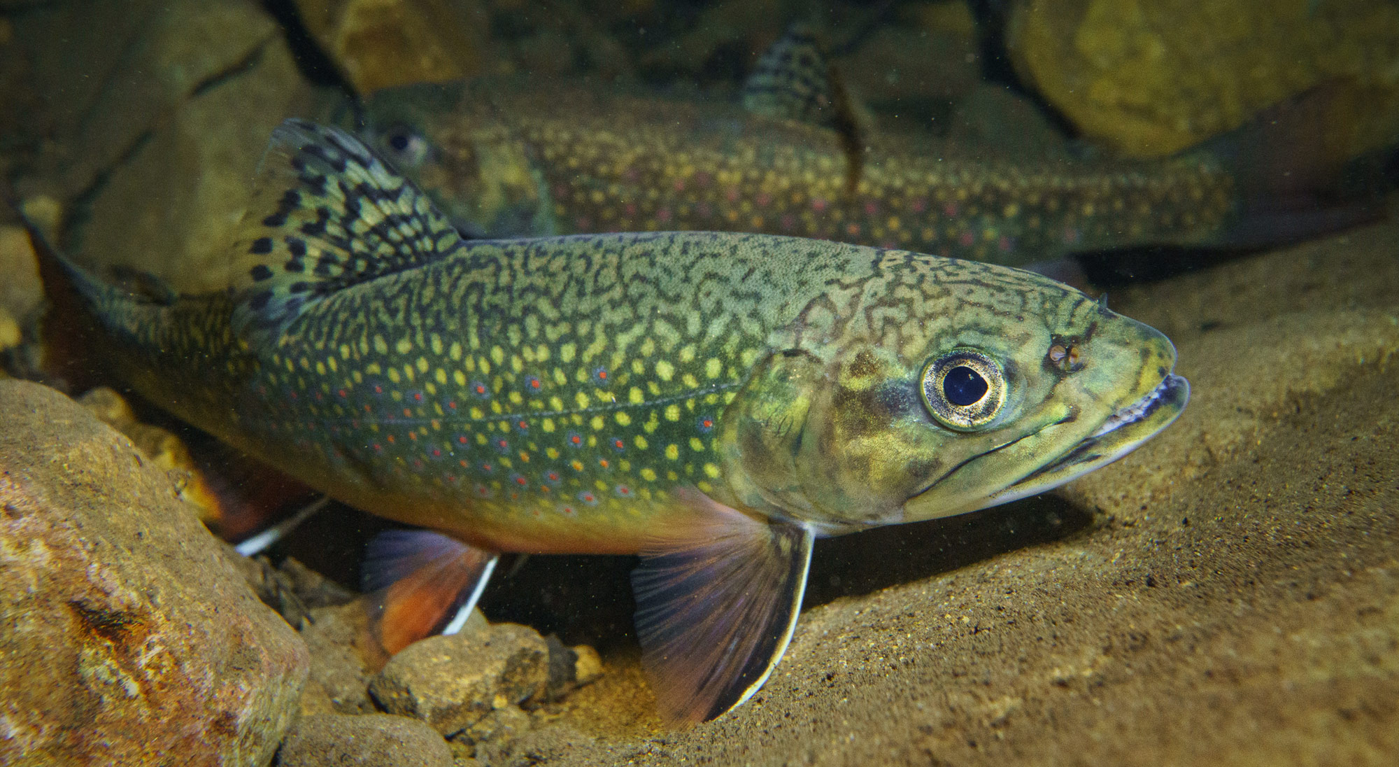 Brook trout (Salvelinus fontina-lis)