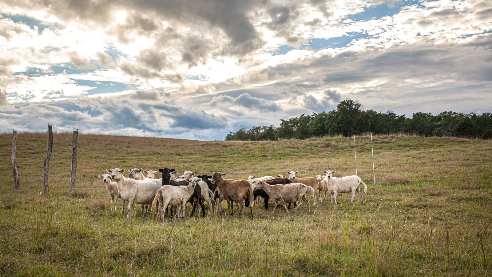 Livestock gather near the fence line