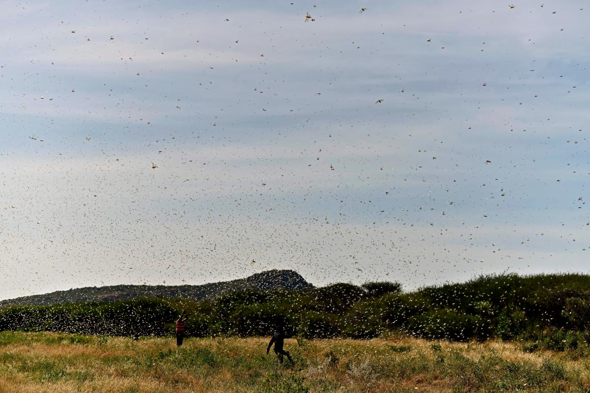 Climate change helped spawn East Africa's locust crisis | Grist