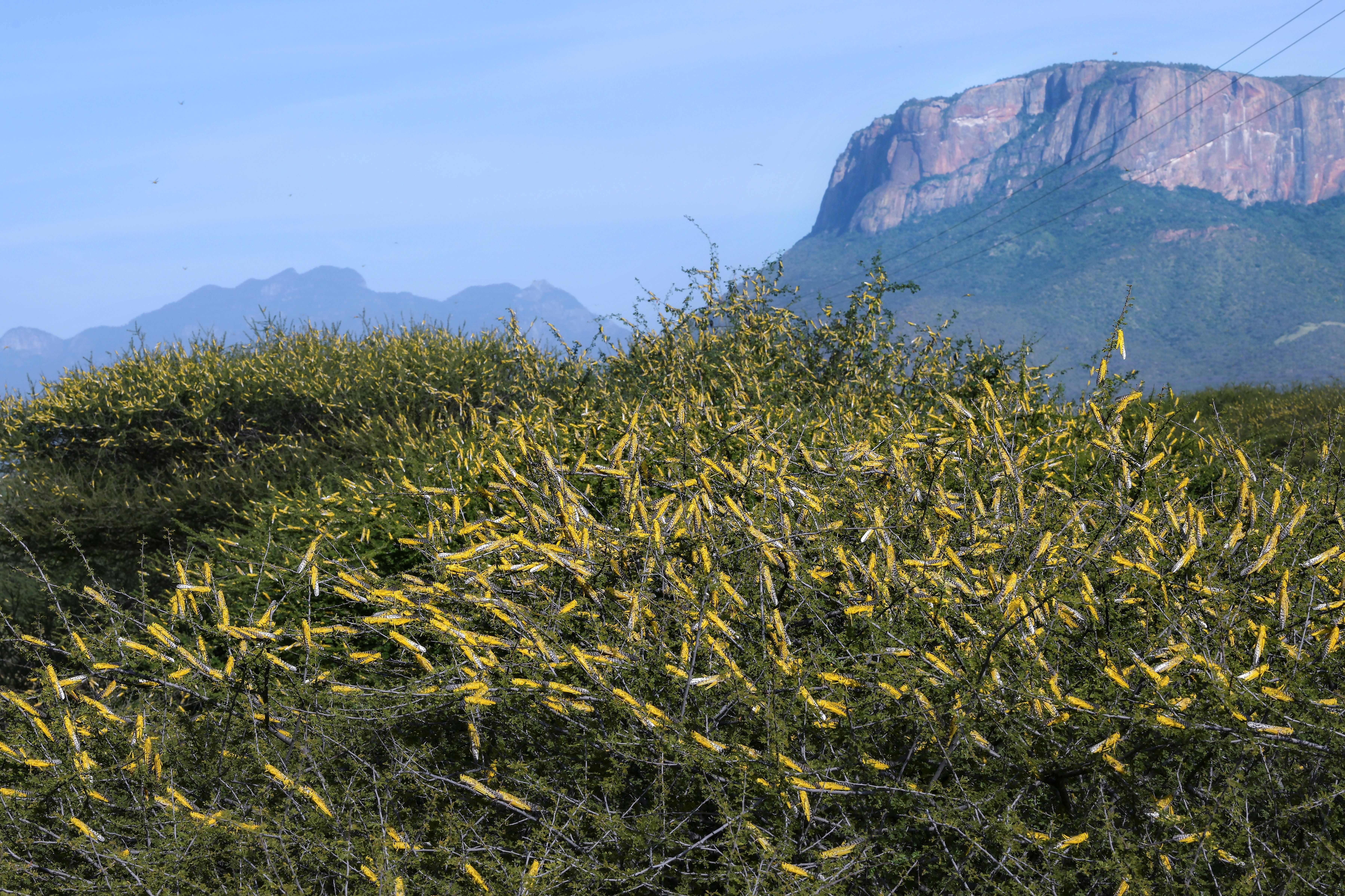 Climate change helped spawn East Africa's locust crisis | Grist