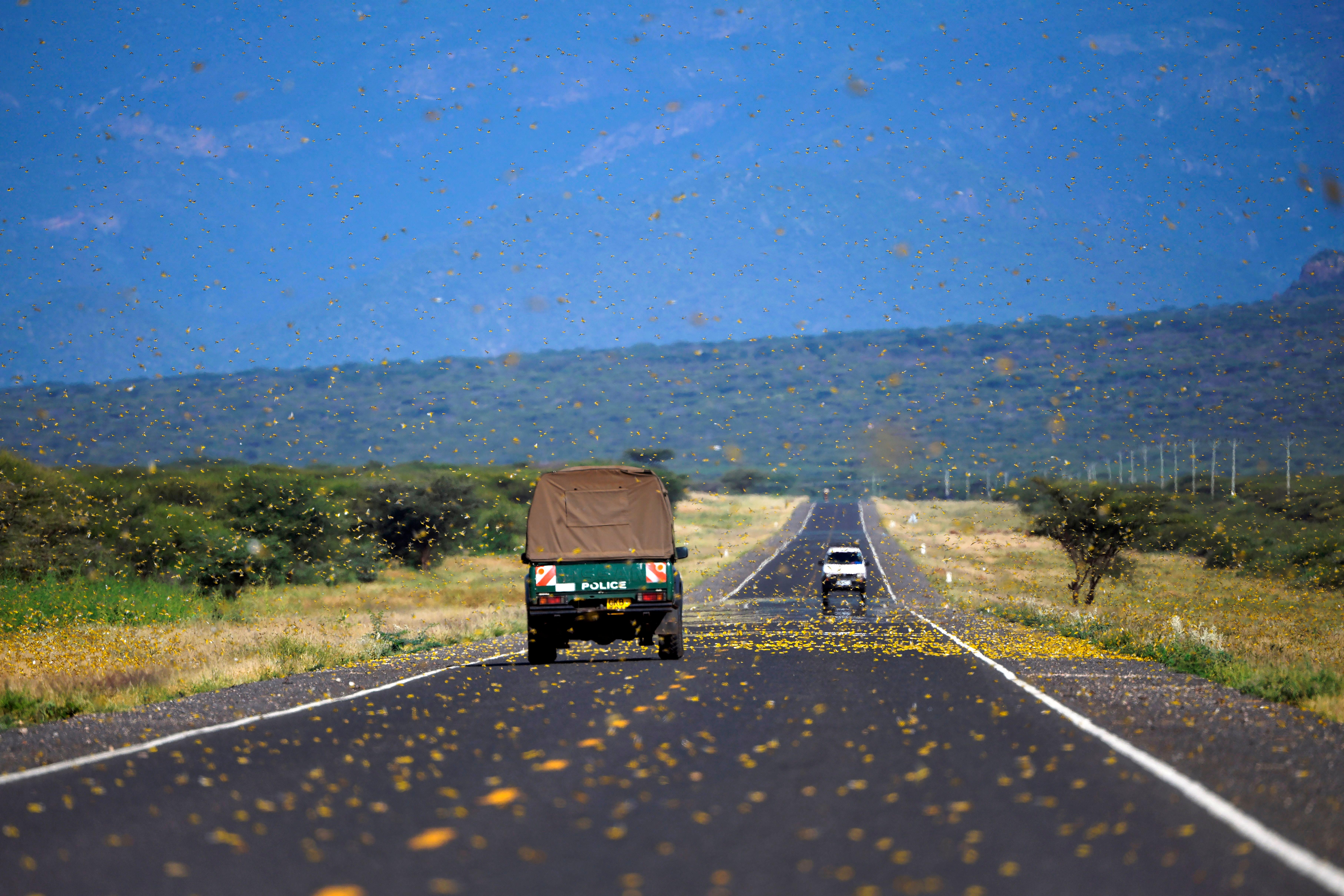 Climate change helped spawn East Africa's locust crisis | Grist