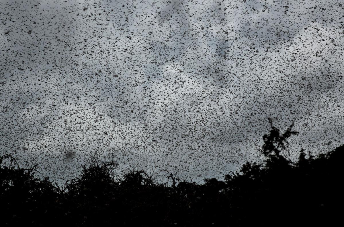 Climate change helped spawn East Africa's locust crisis | Grist
