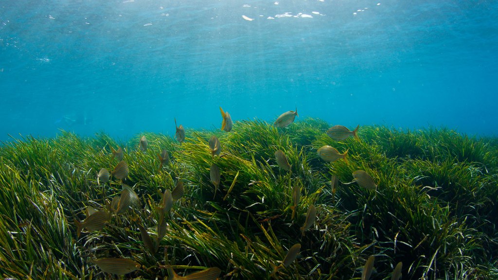 The U.K.'s lost seagrass meadows to be resurrected in climate fight - Grist