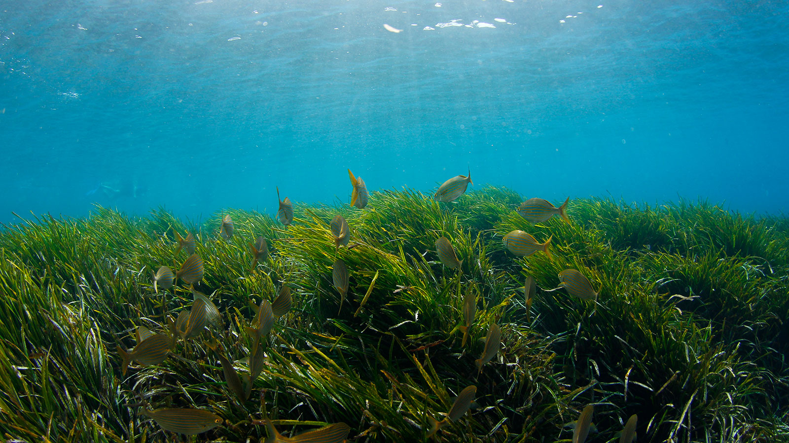 The U.K.'s lost seagrass meadows to be resurrected in climate fight