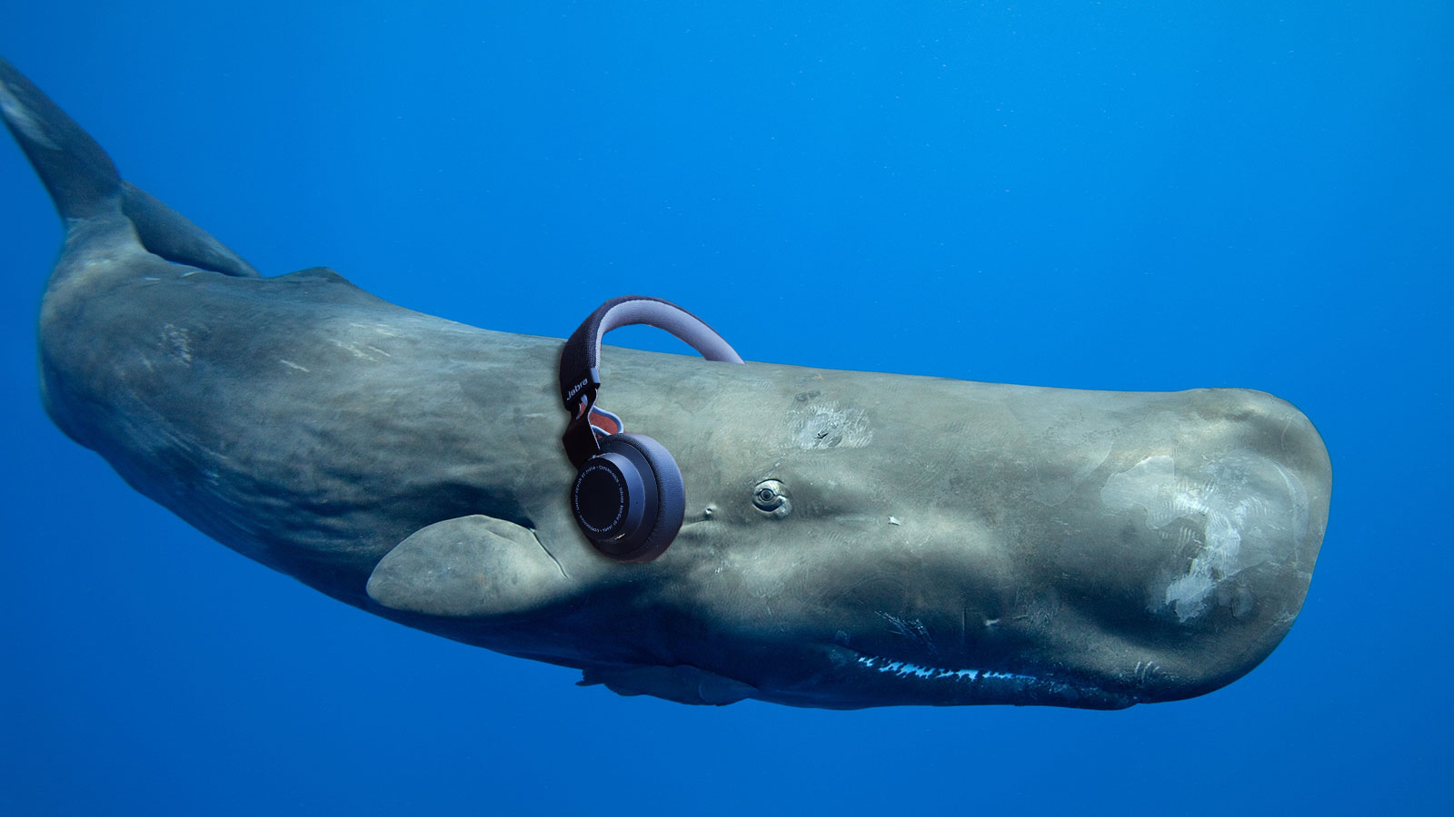 Starved For Human Voices Listen To A Podcast About Whale Songs And Climate Change