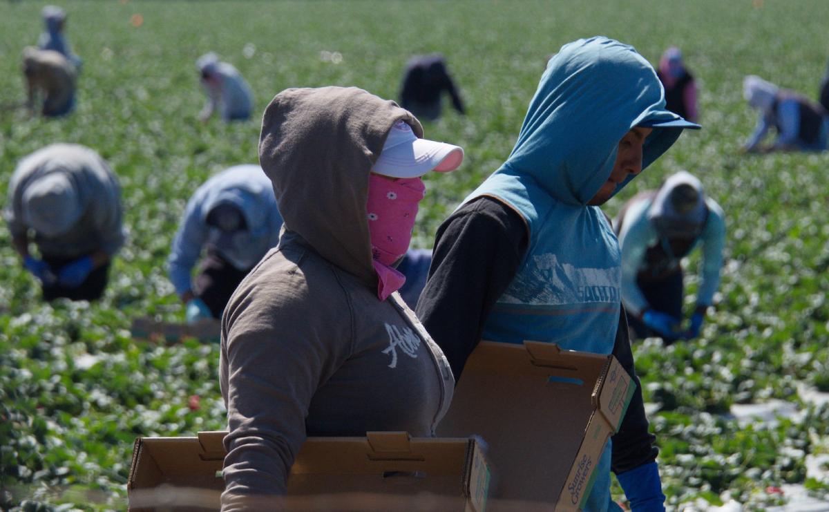 Farmworkers Are Risking Their Lives To Feed A Nation On Lockdown Grist 