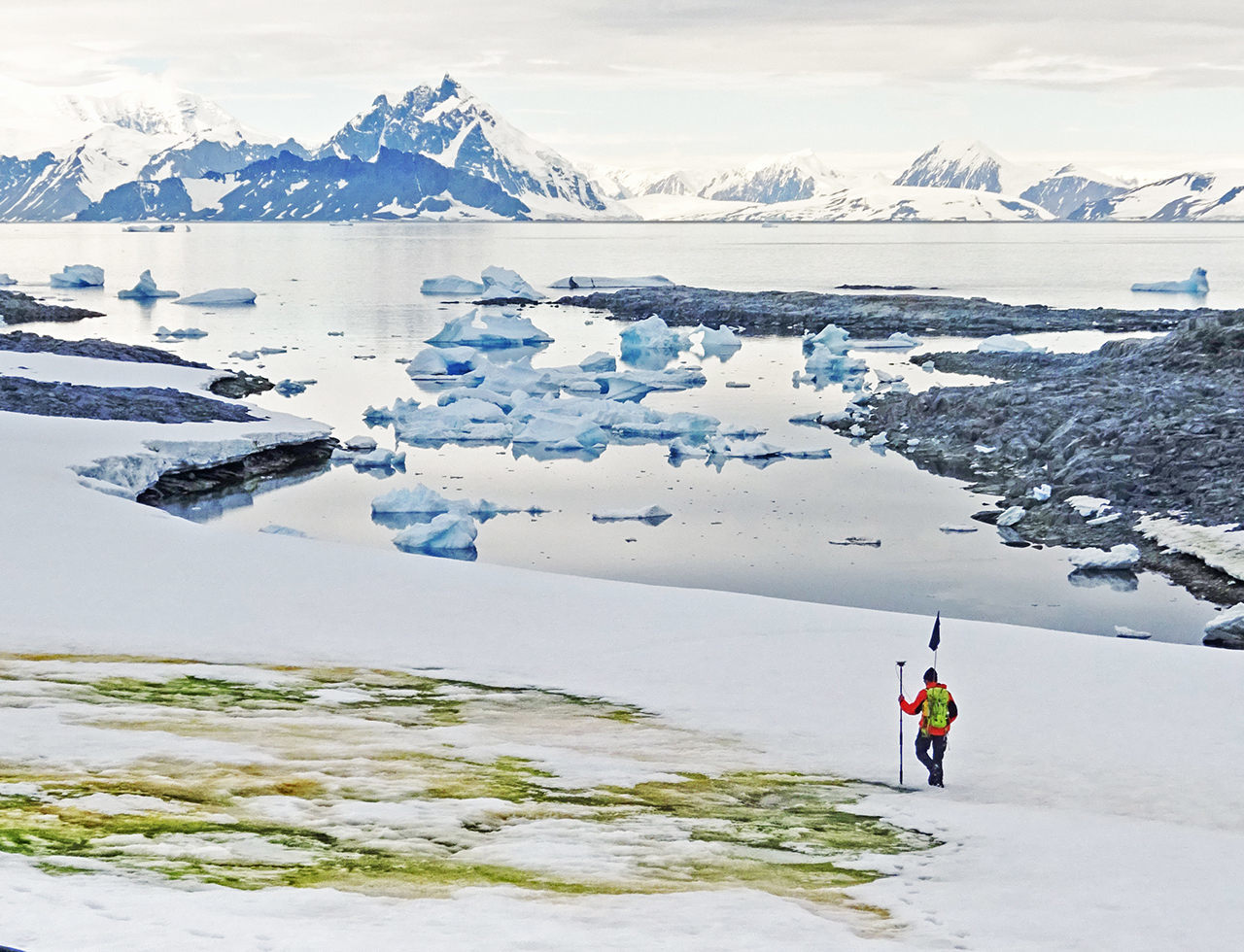 U.K. researcher Andrew Gray geotags snow algae blooms on Anchorage Island, Antarctica.