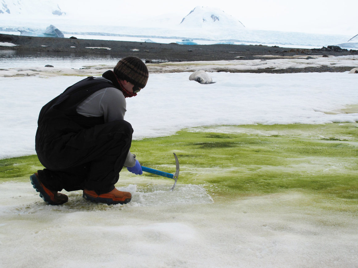 Matt Davey samples snow algae