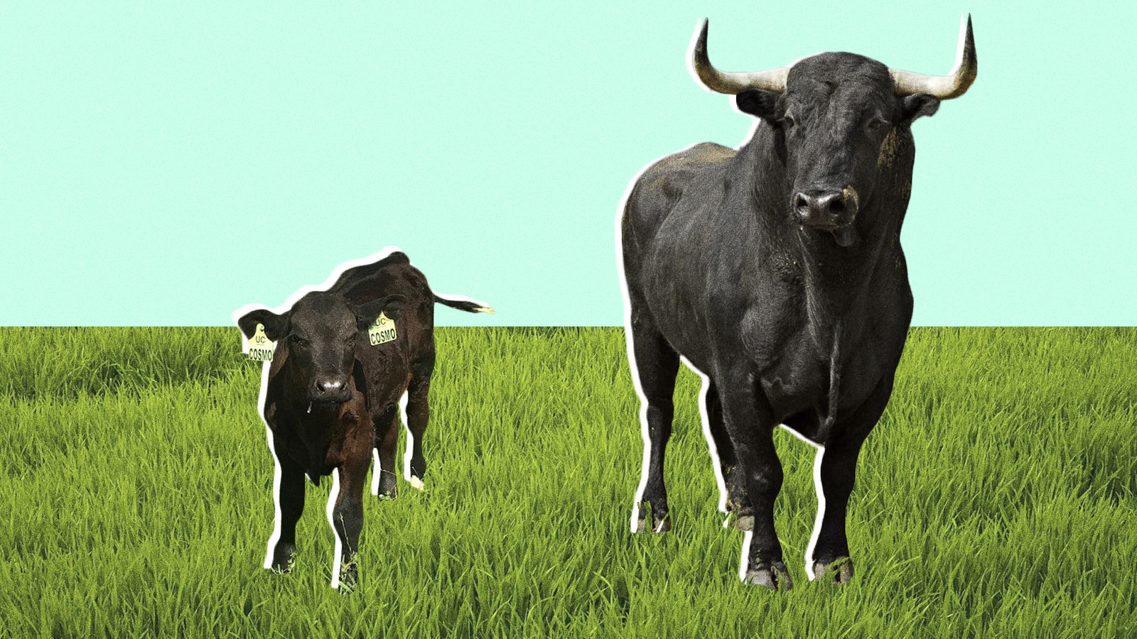 Cosmo the gene-edited bull calf and a full grown bull