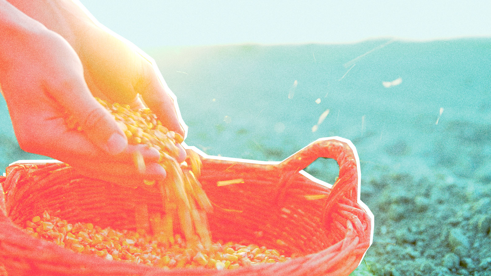 Hands spilling corn into basket
