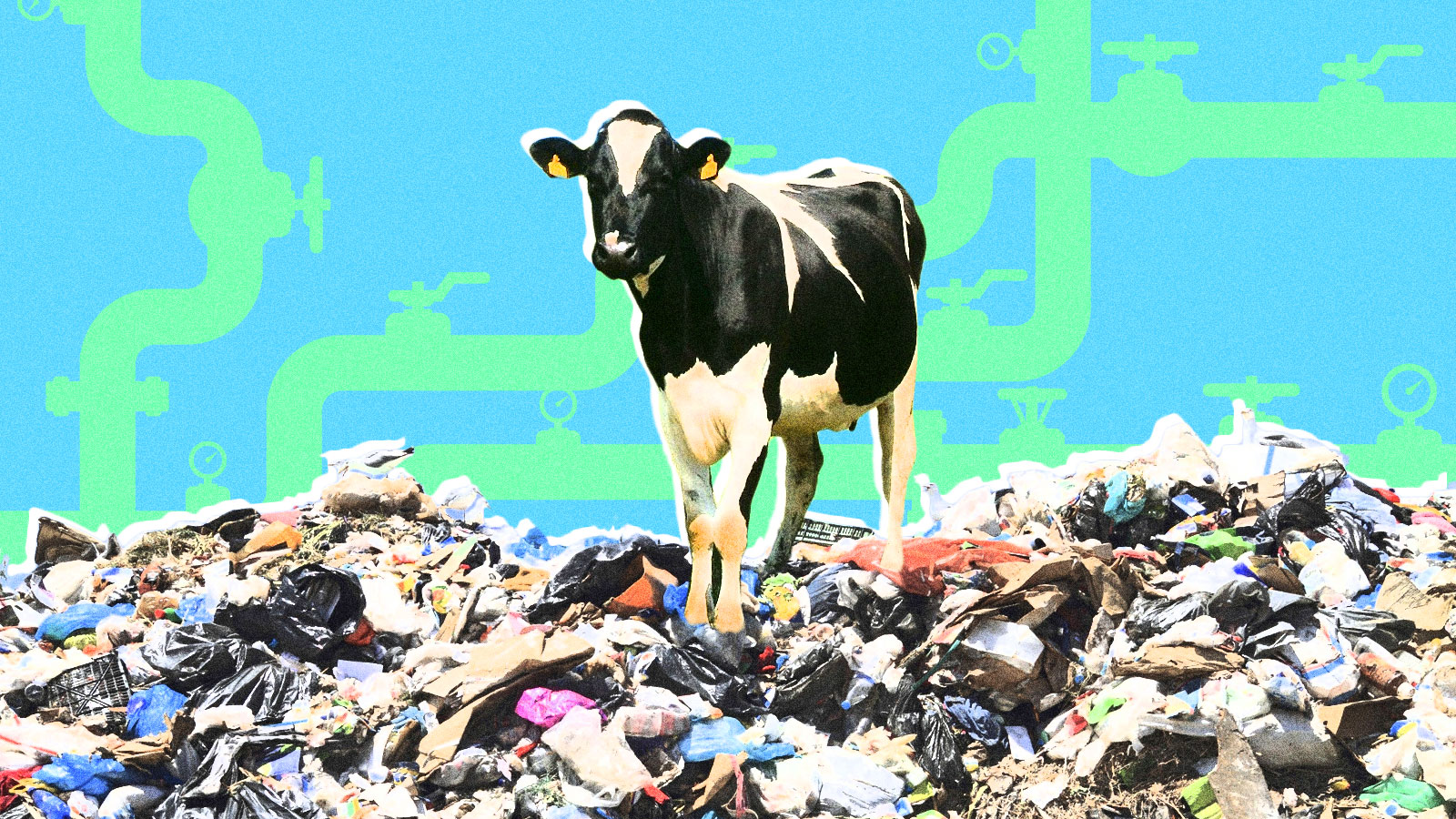 A cow standing on top of a pile of garbage with pipes in the background