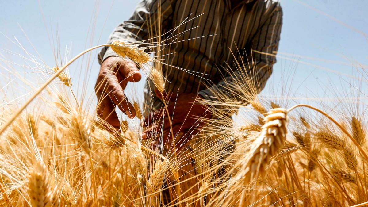 wheat harvest