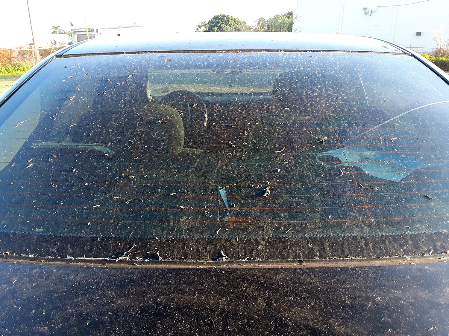“Black snow,” as sugarcane ash is called in the Glades, covers the hood and windshield of a car.
