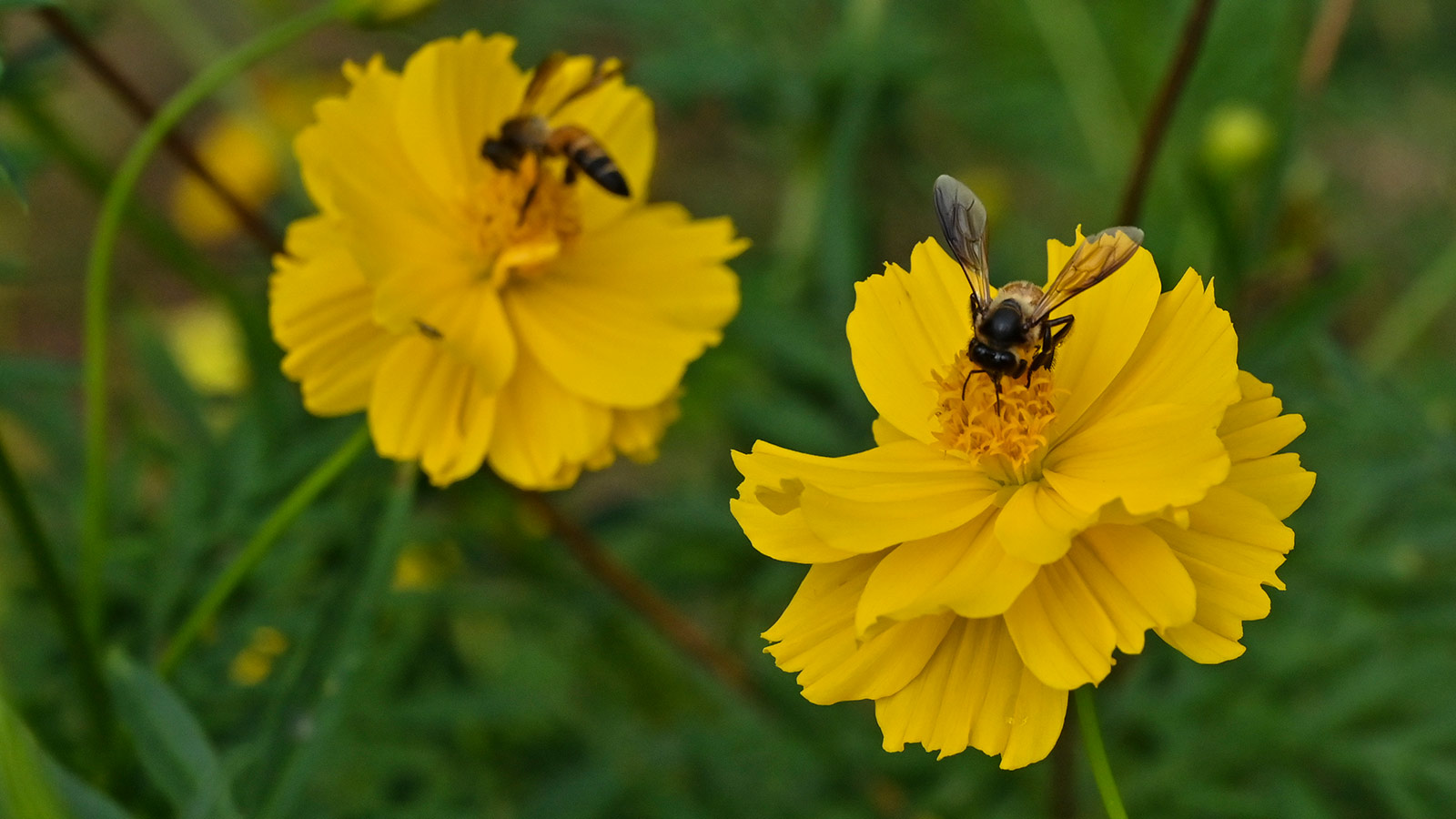 bee sitting on a yellow flower
