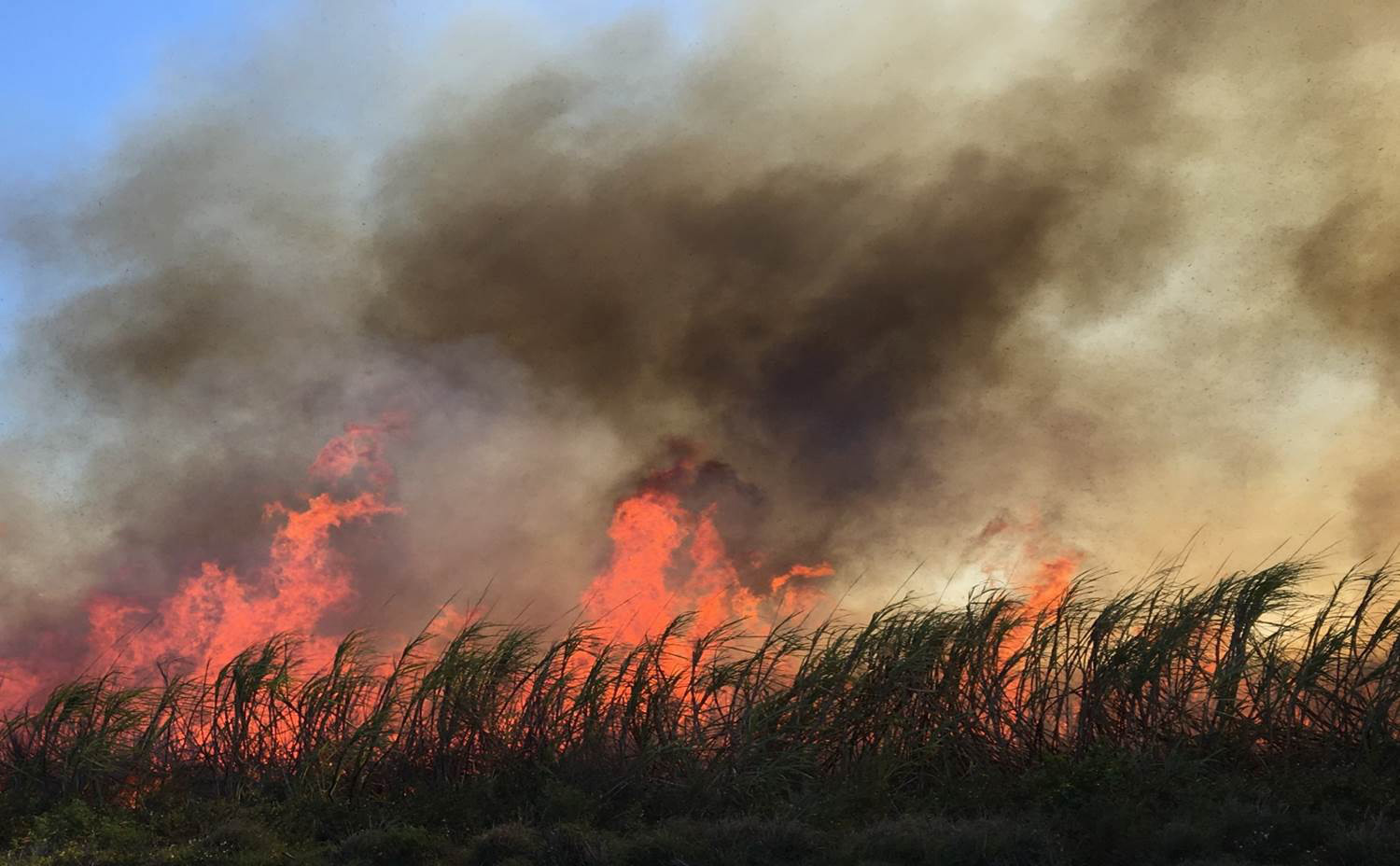 Flames envelope sugarcane stalks in a field near Clewiston.