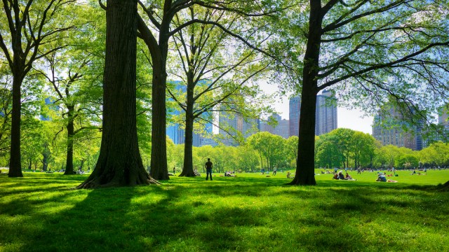 Great lawn in Central Park