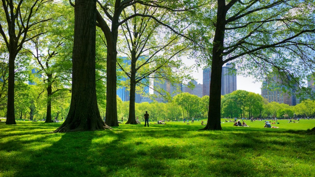 Great lawn in Central Park