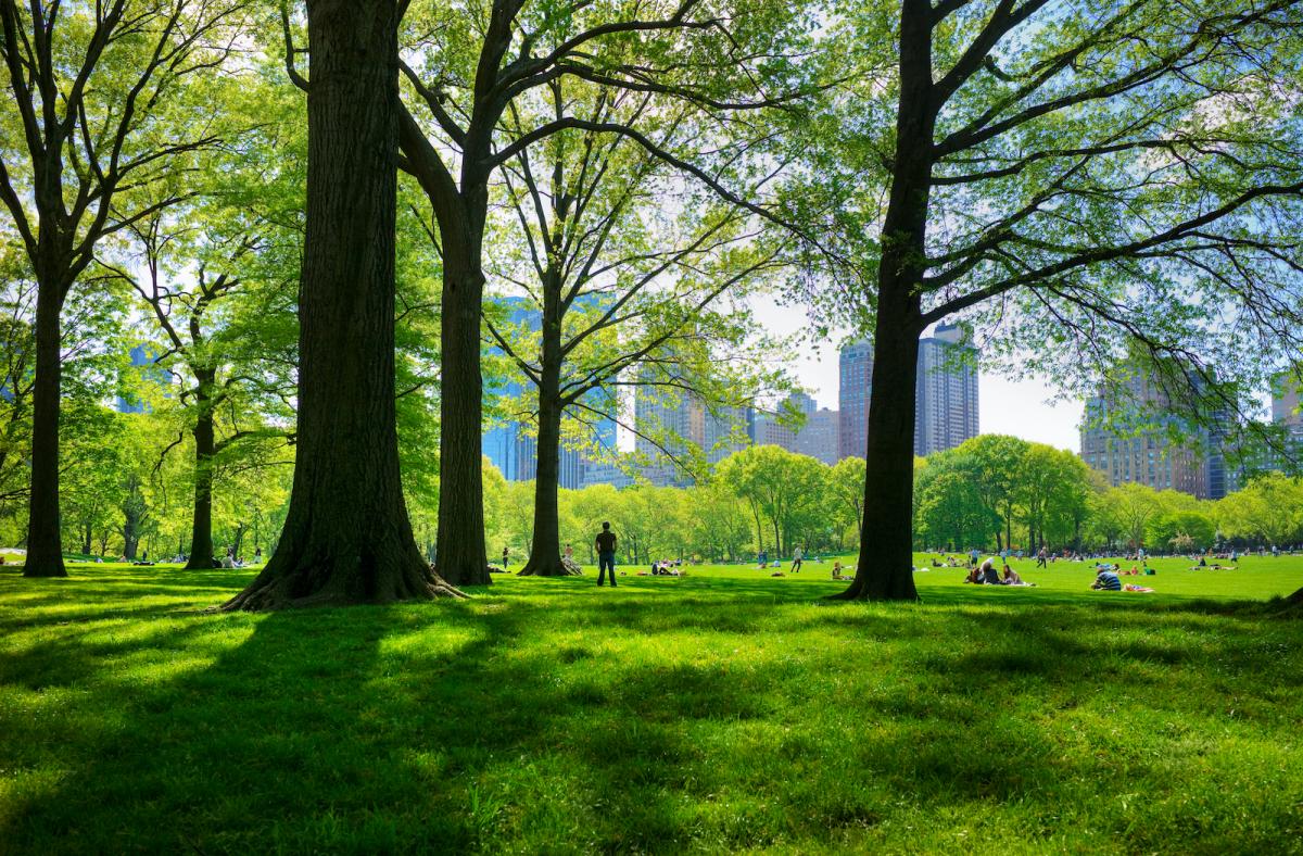 Great lawn in Central Park