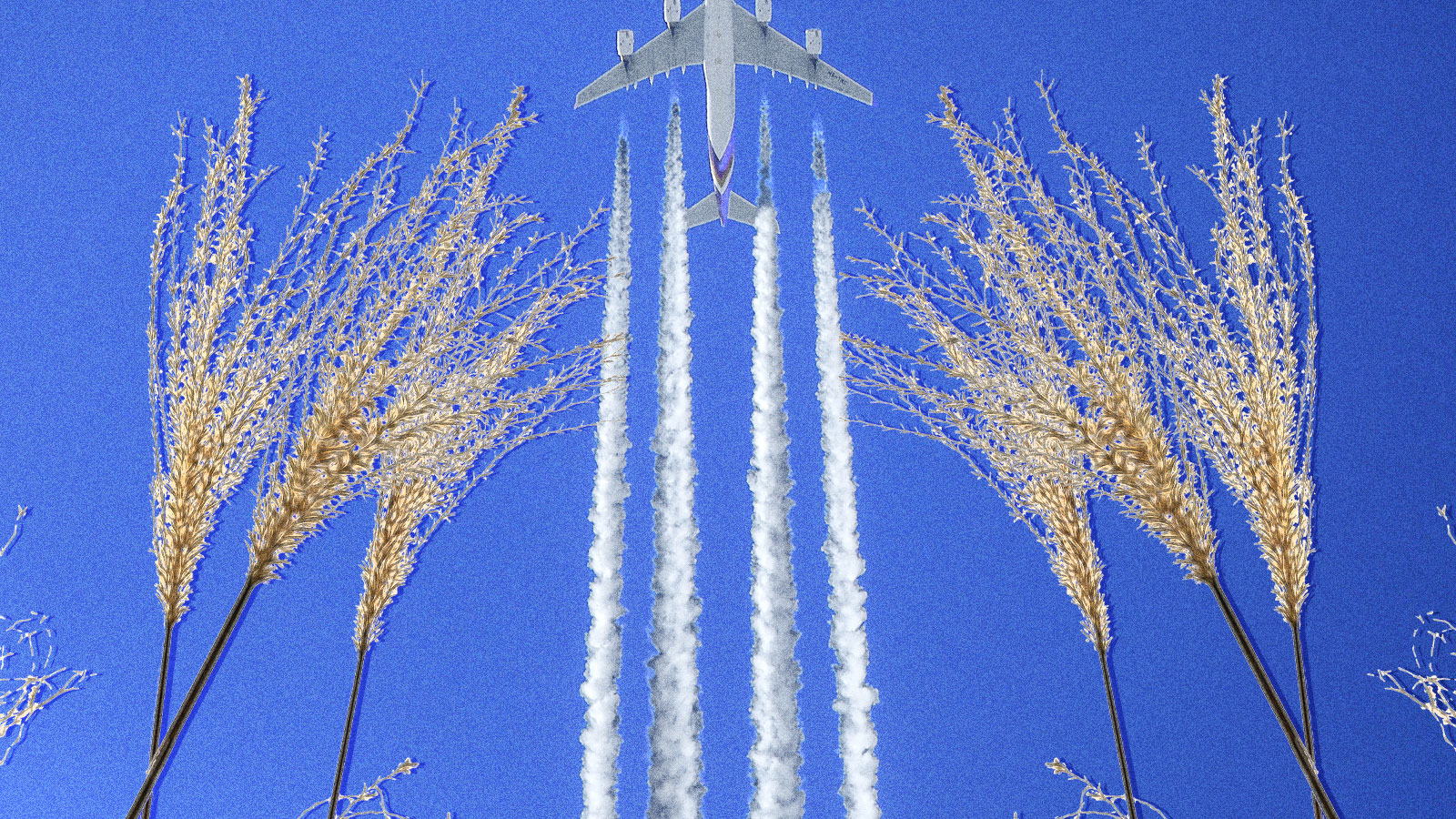 fronds of switchgrass with an airplane taking off above them