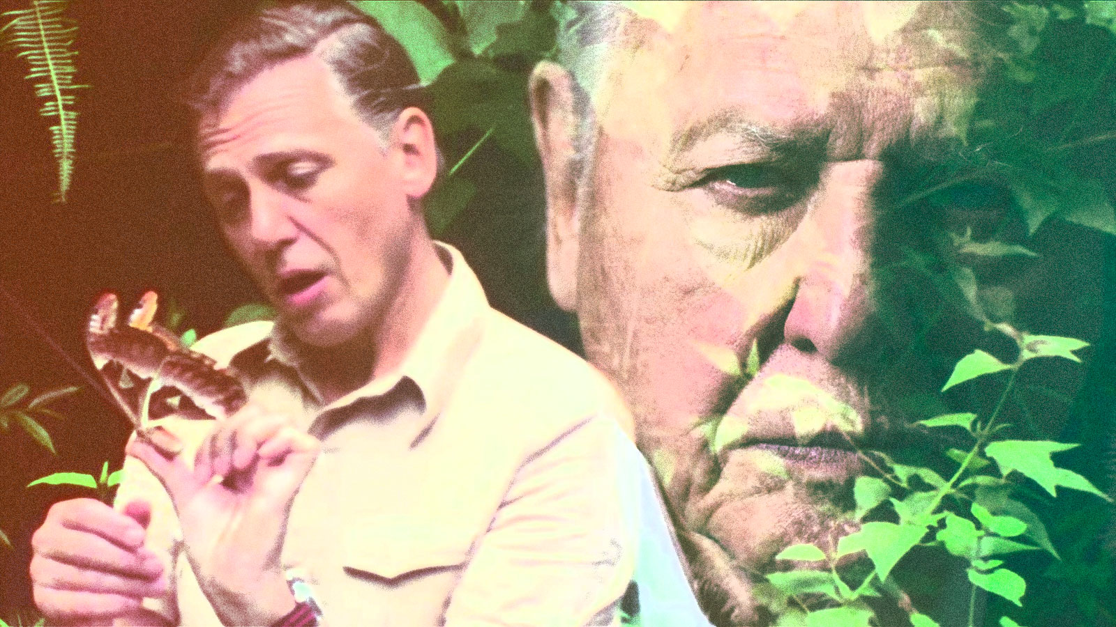 David Attenborough's face superimposed next to an image of his younger self.
