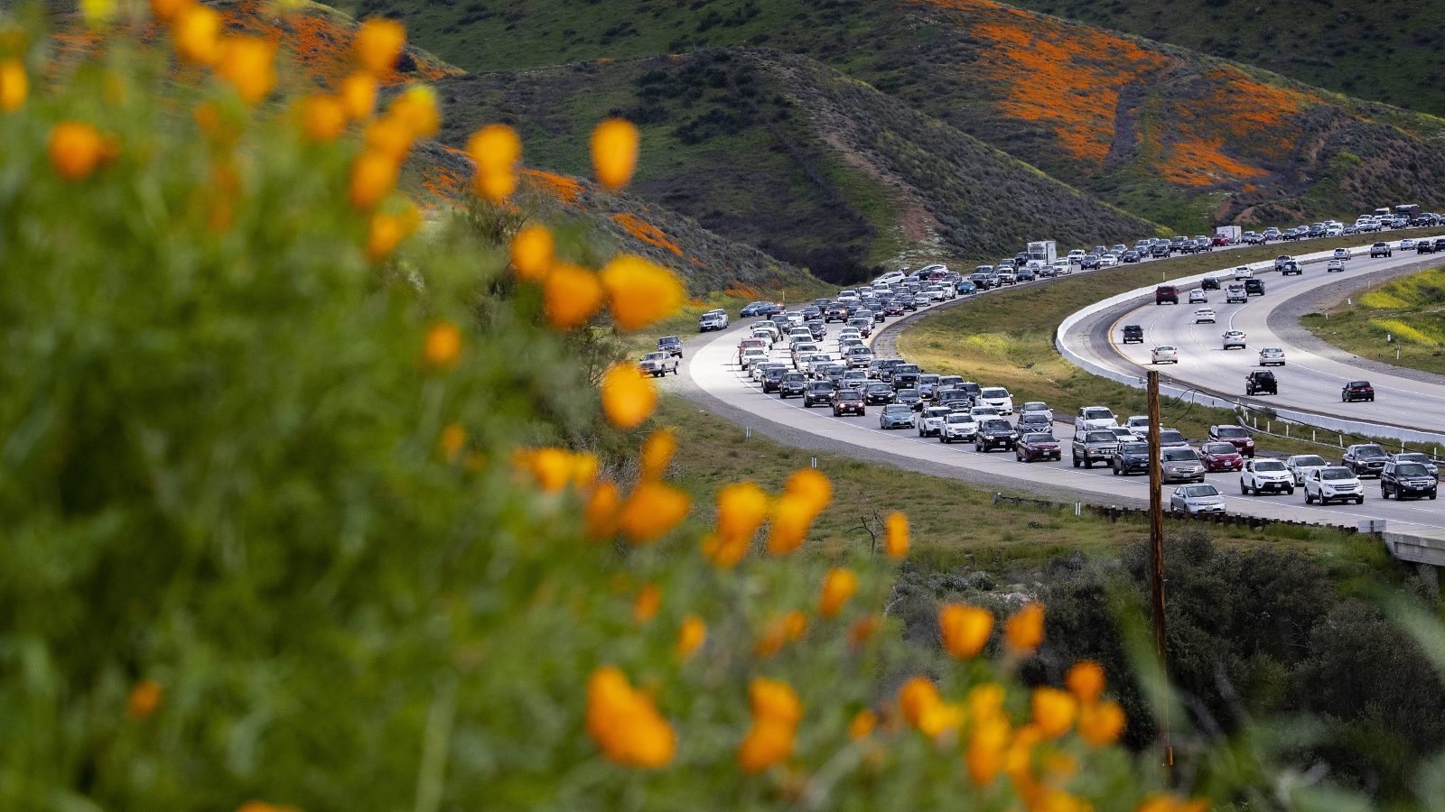 Traffic and poppies in California