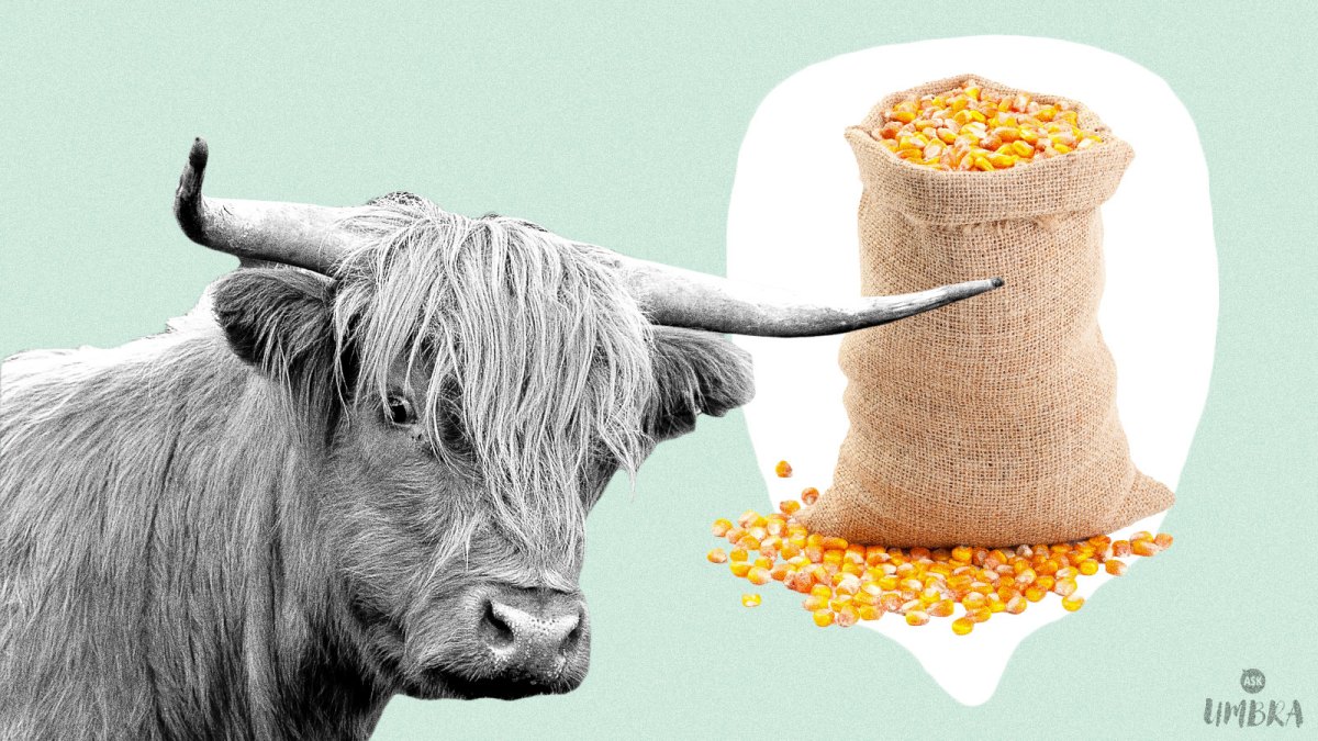 Are animals eating all the human food? | Grist
