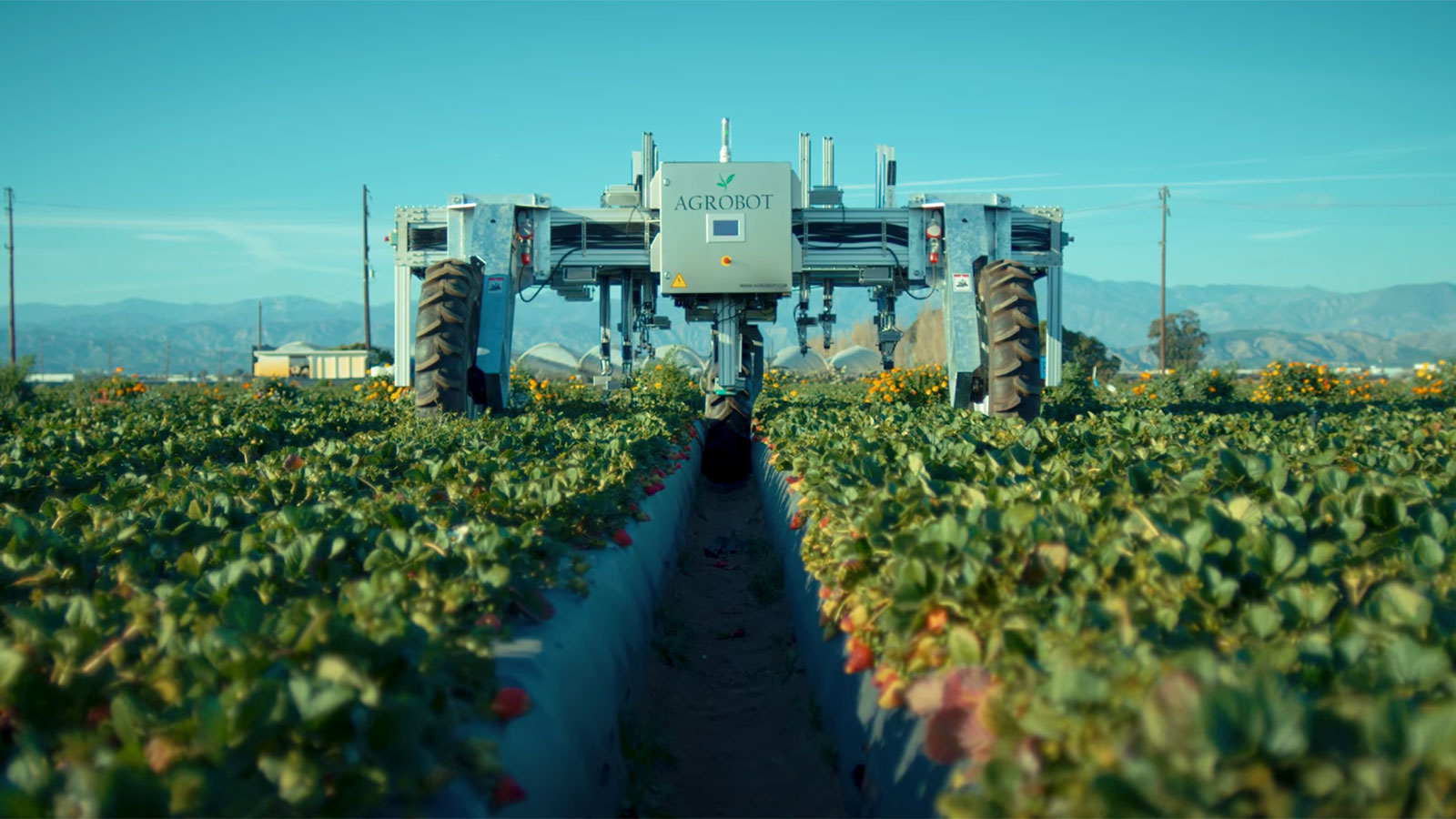 photo of a strawberry picking robot