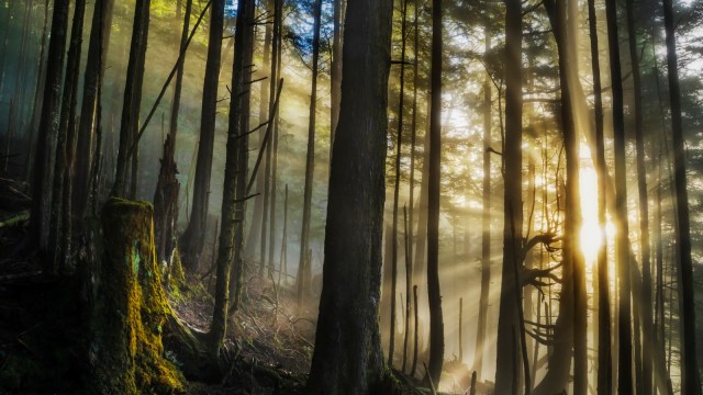 Tongass National Forest