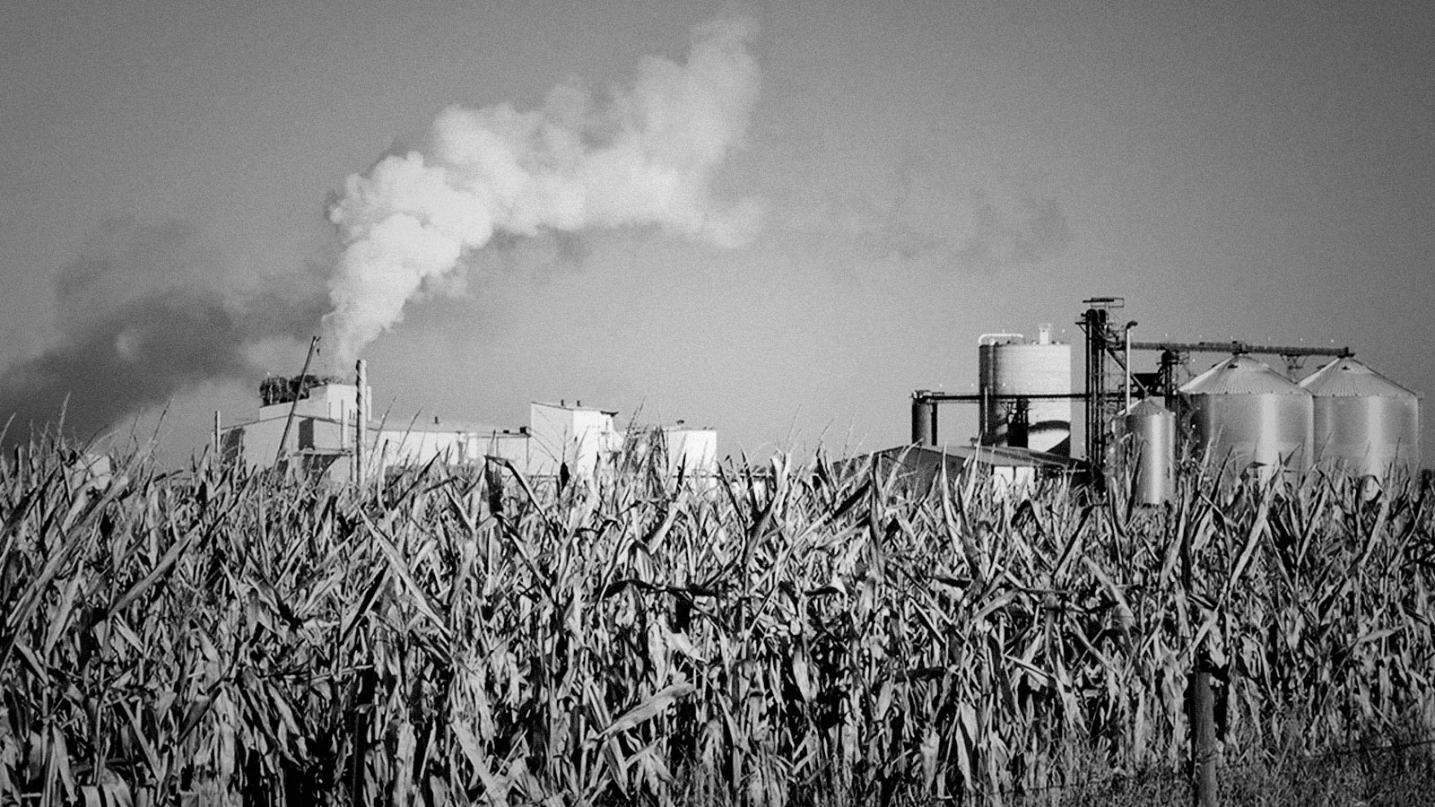 A photograph of a field of corn in front of an ethanol plant.