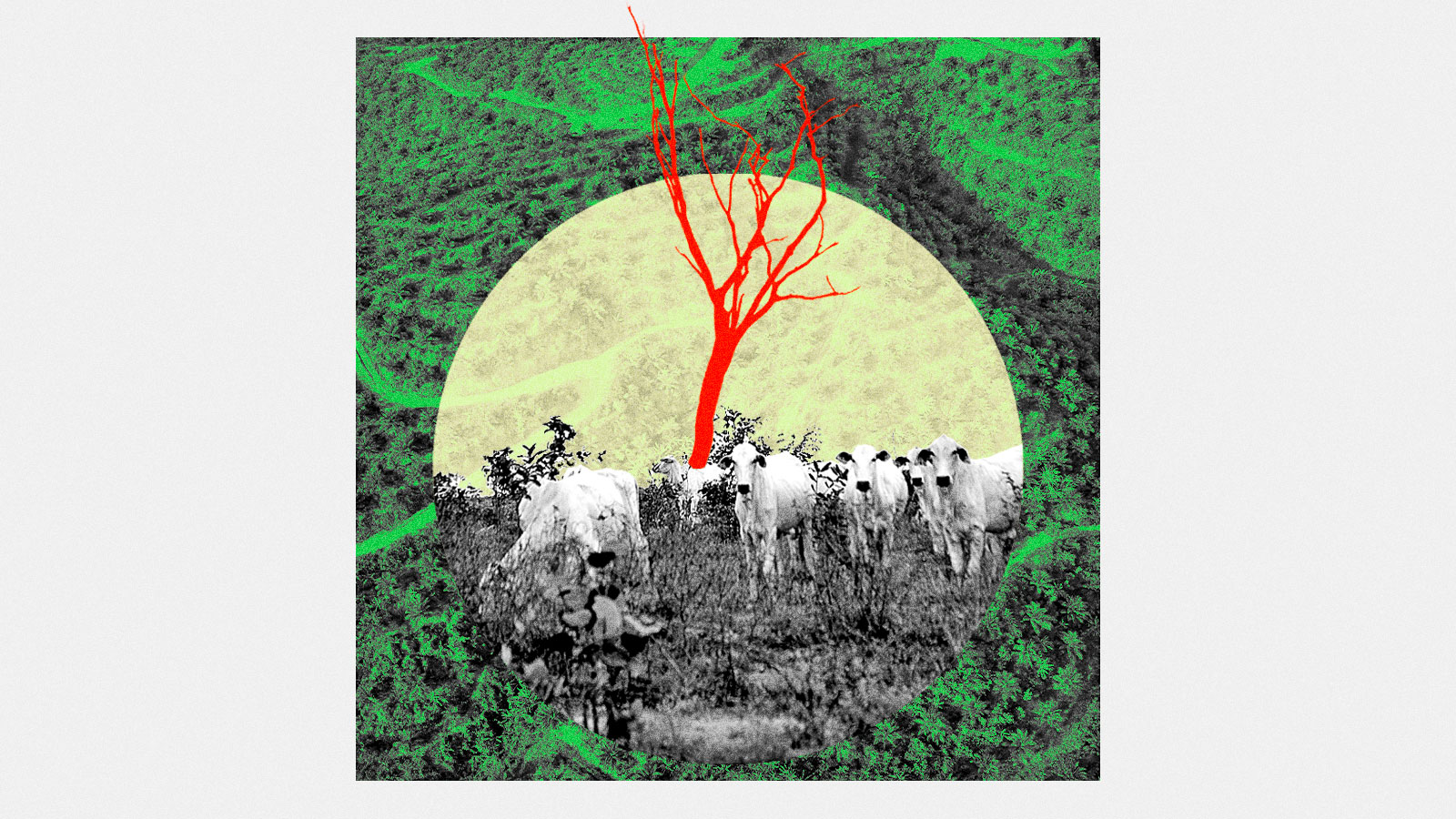 A photo collage of a palm oil plantation with a circular image of Brazilian cattle grazing on a deforested field.